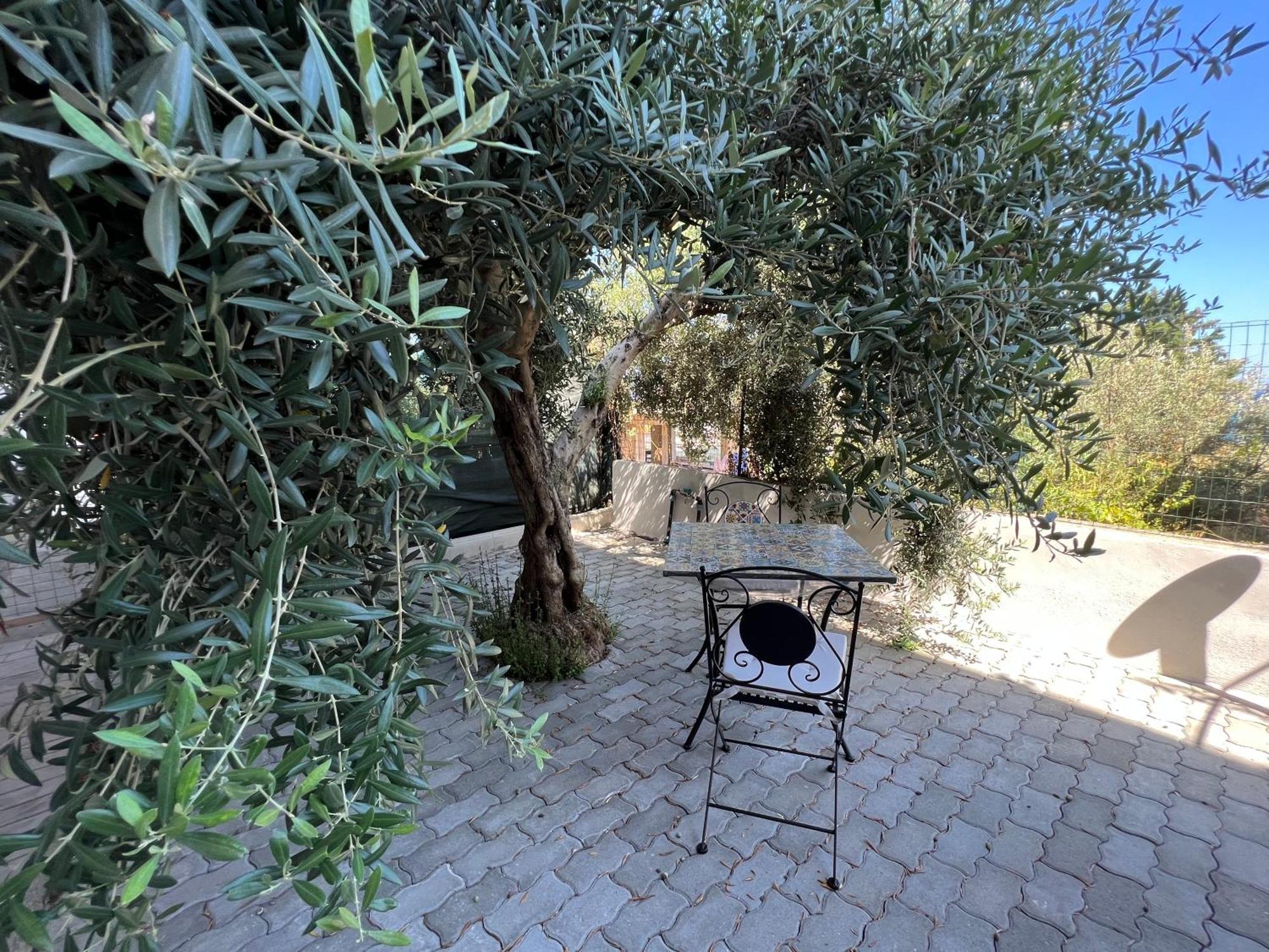 L'ulivo